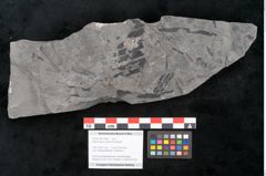 Foto (Objekt + Etikett) von Asterocarpus meriani Brongniart (NHMW-GEO-2024-0188-10608)